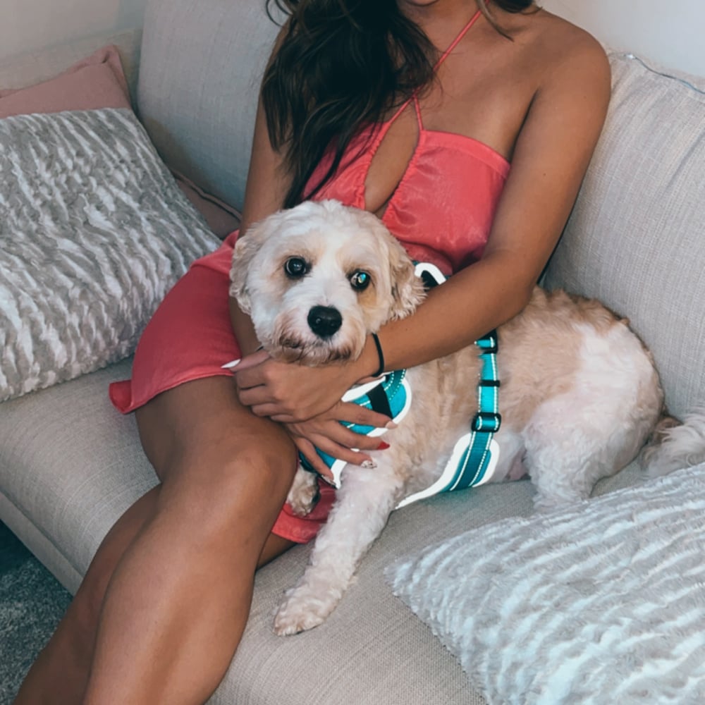 A small cream-colored dog relaxing beside Irena